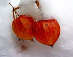 Farben im Schnee