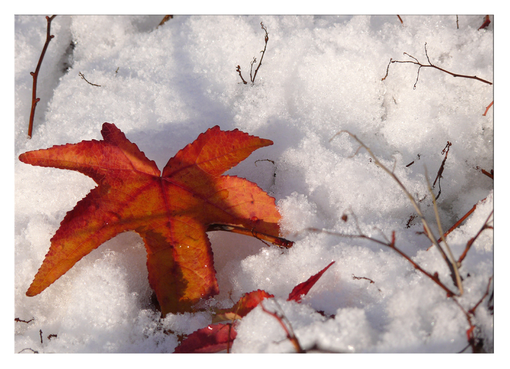 Farben im Schnee