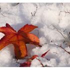 Farben im Schnee