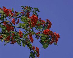 -Farben im Spätsommer-