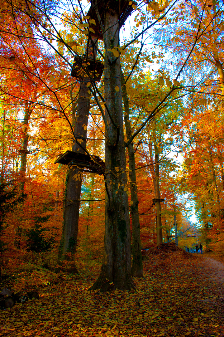 Farben im Wald