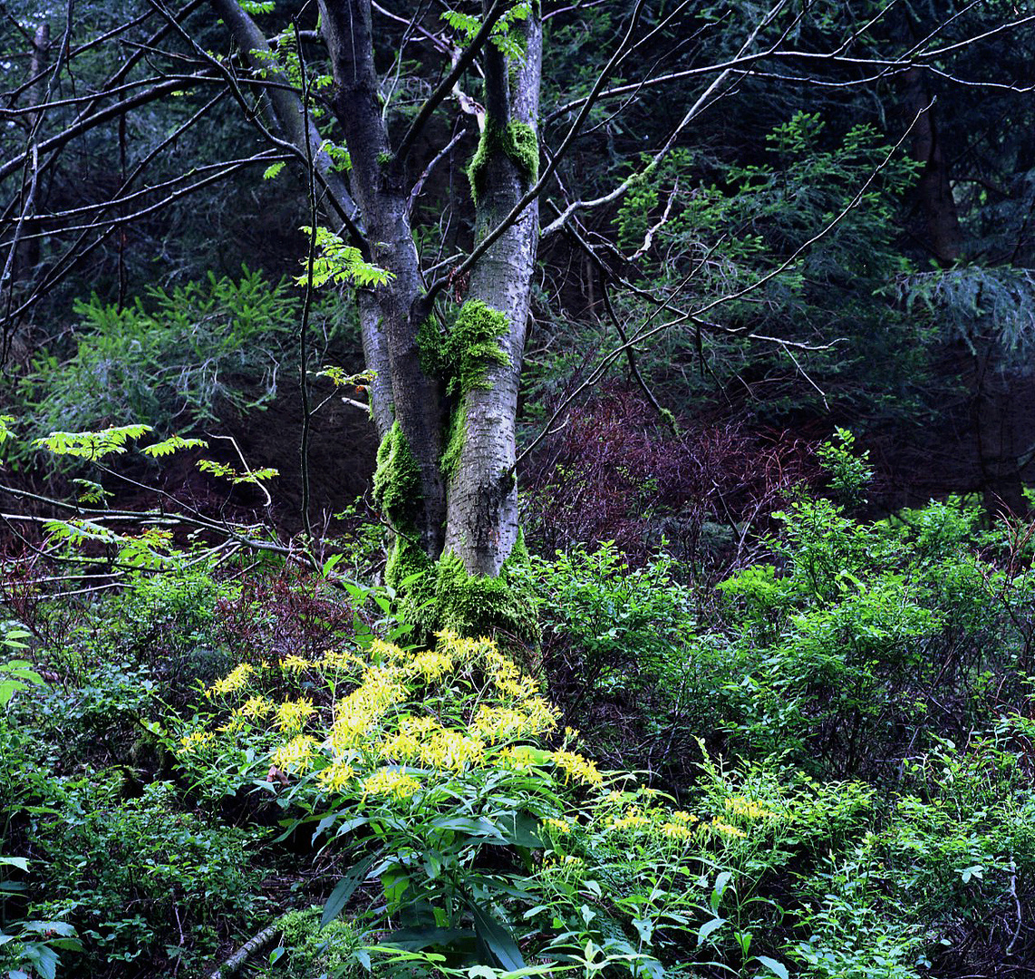 Farben im Wald