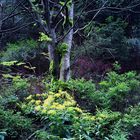 Farben im Wald