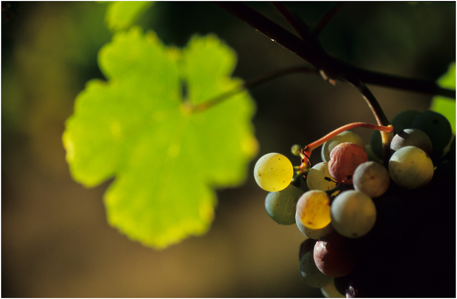 Farben im Weinberg #03