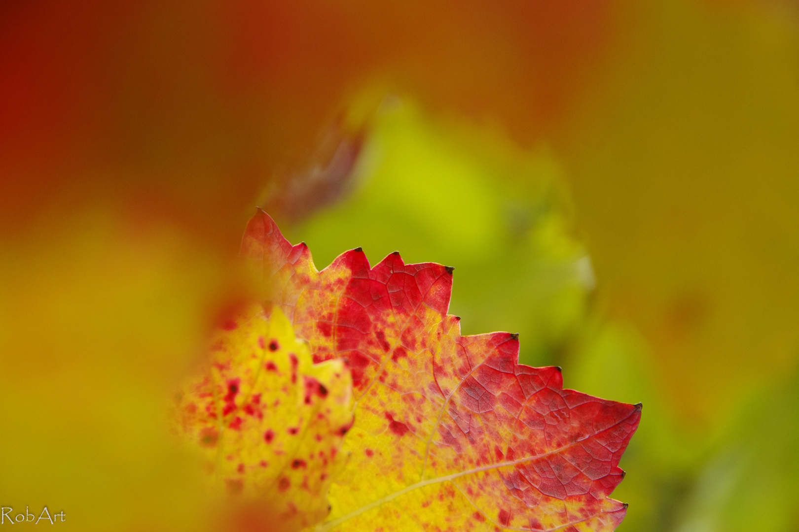 Farben im Weinberg