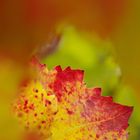 Farben im Weinberg