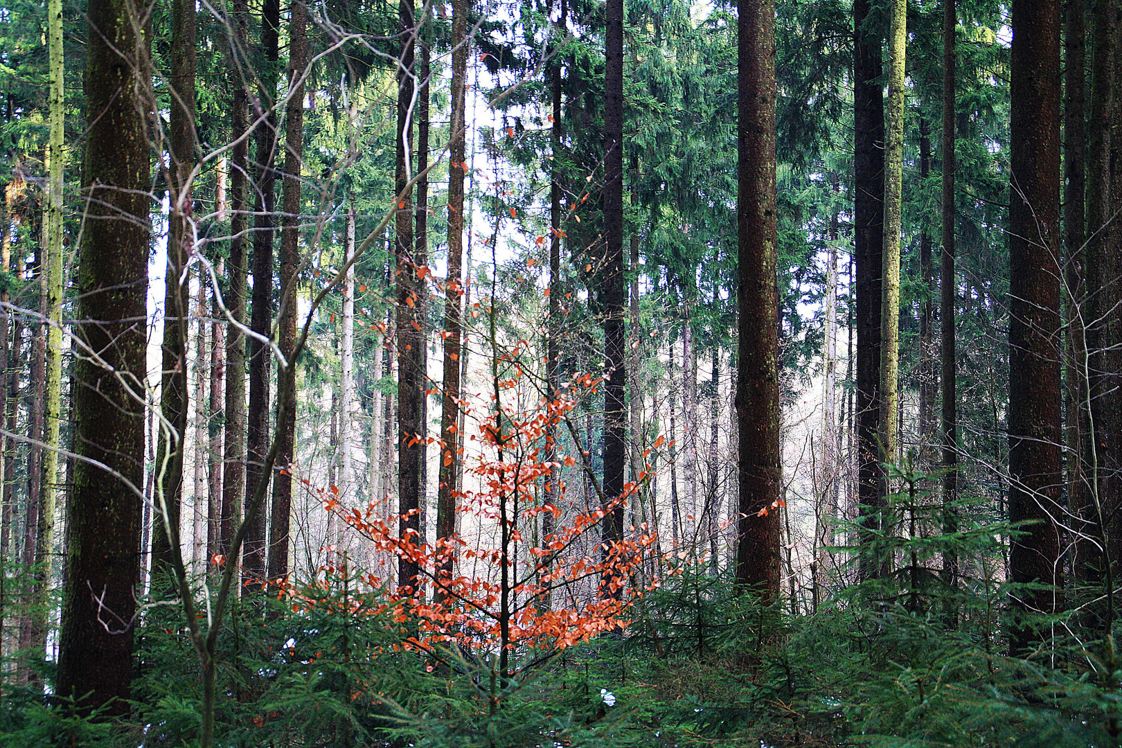 Farben im Winter