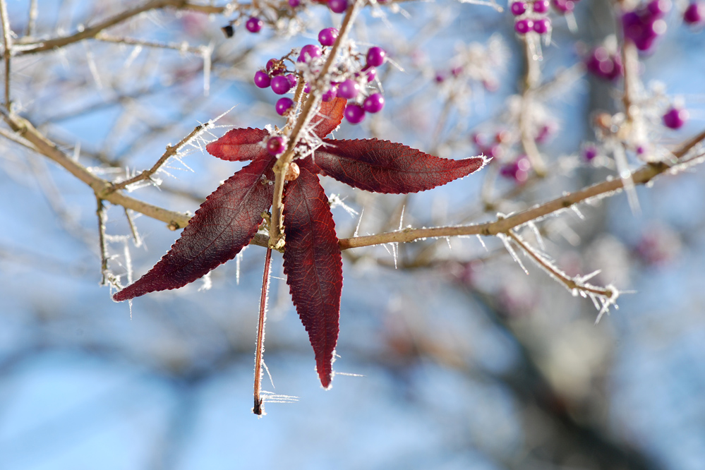 Farben im Winter