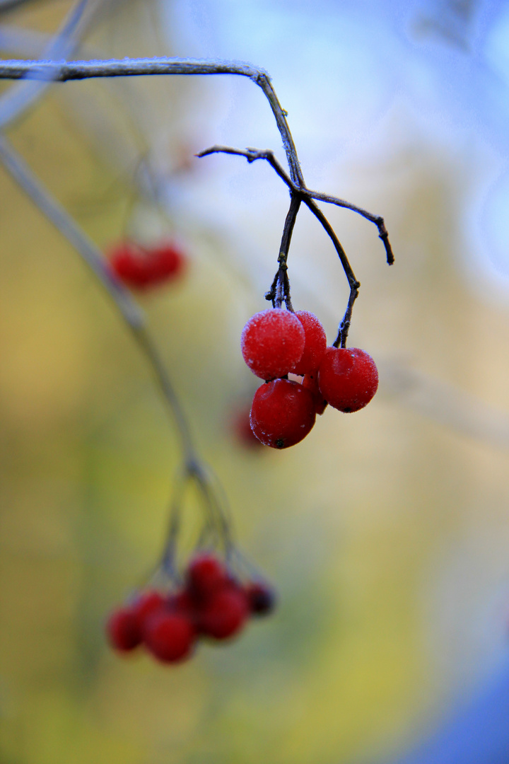 Farben im Winter