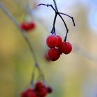 Farben im Winter