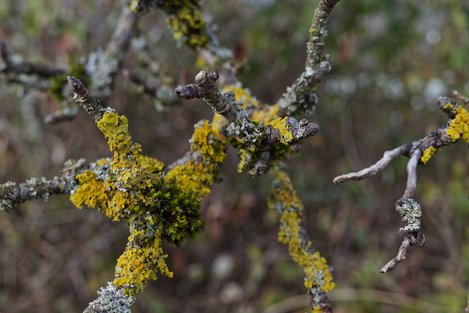 Farben im Winter