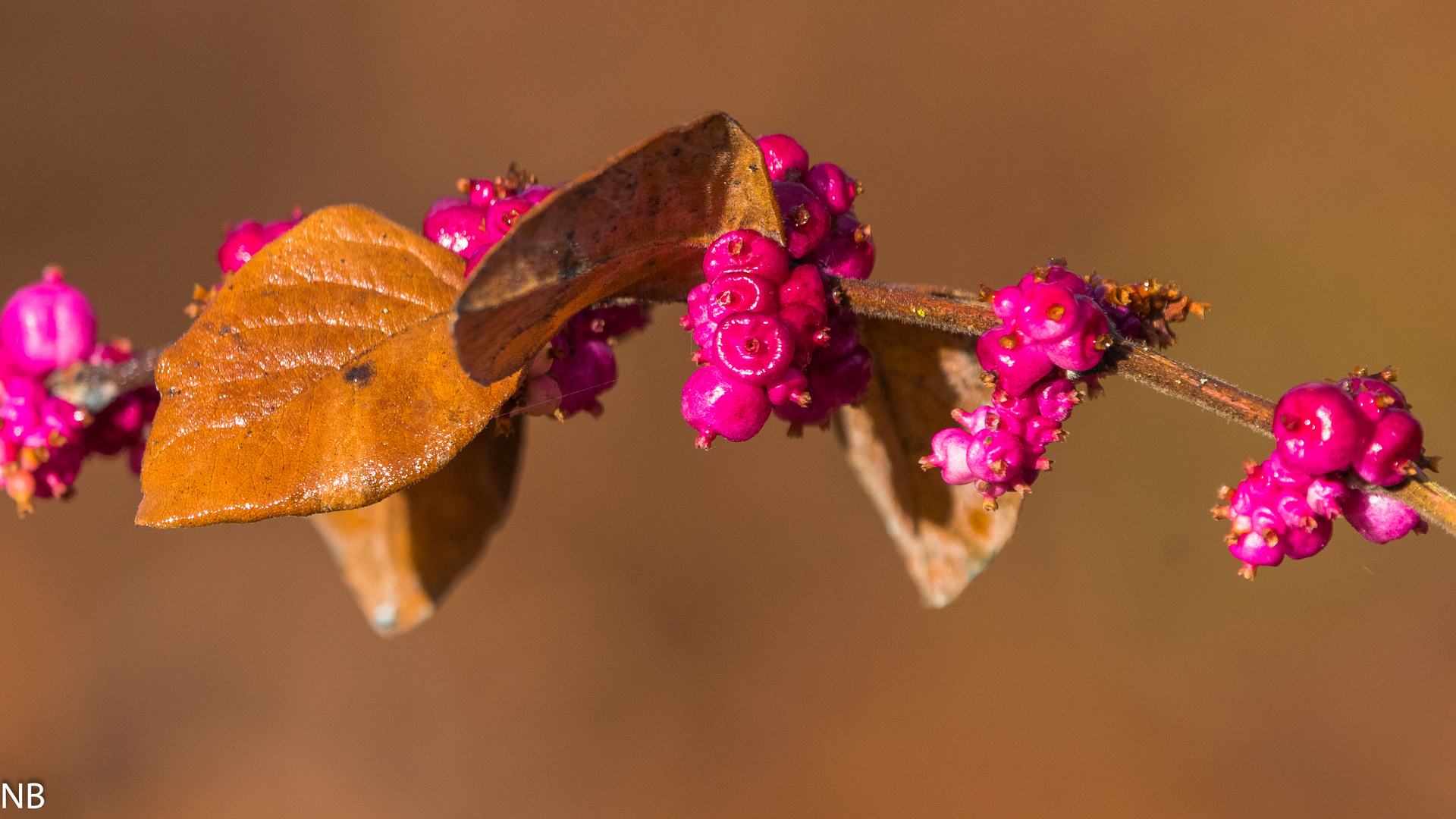 "Farben im Winter - Korallenbeere 2024"