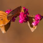 "Farben im Winter - Korallenbeere 2024"