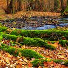 Farben im Winterwald