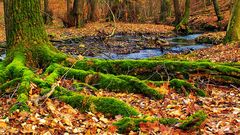 Farben im Winterwald