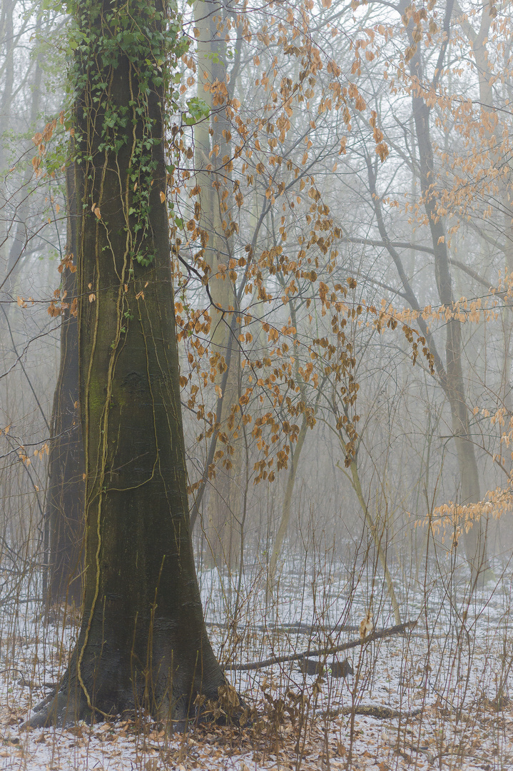 Farben im Winterwald