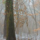 Farben im Winterwald