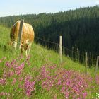 Farben in der Natur