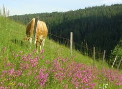 Farben in der Natur