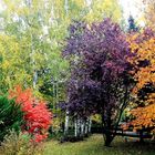 Farben in meinem Garten ....