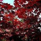 Farben in Rot.    In den Ahorn fotografiert.