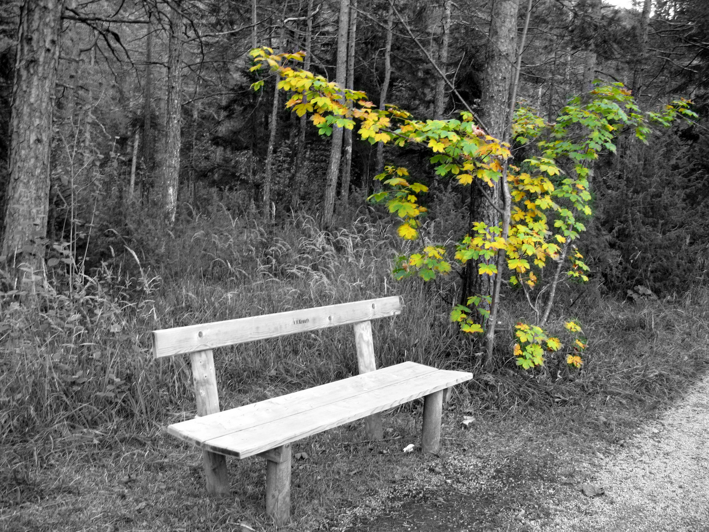 Farben in SchwarzWeiß Foto & Bild jahreszeiten, herbst, n&t Bilder auf