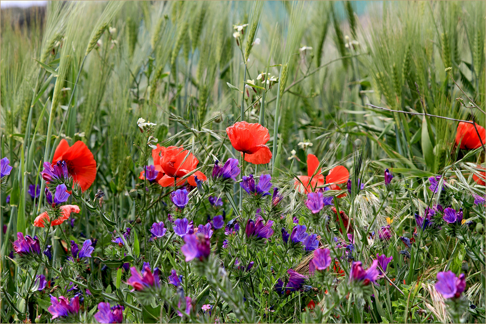 Farben La Gomeras im März