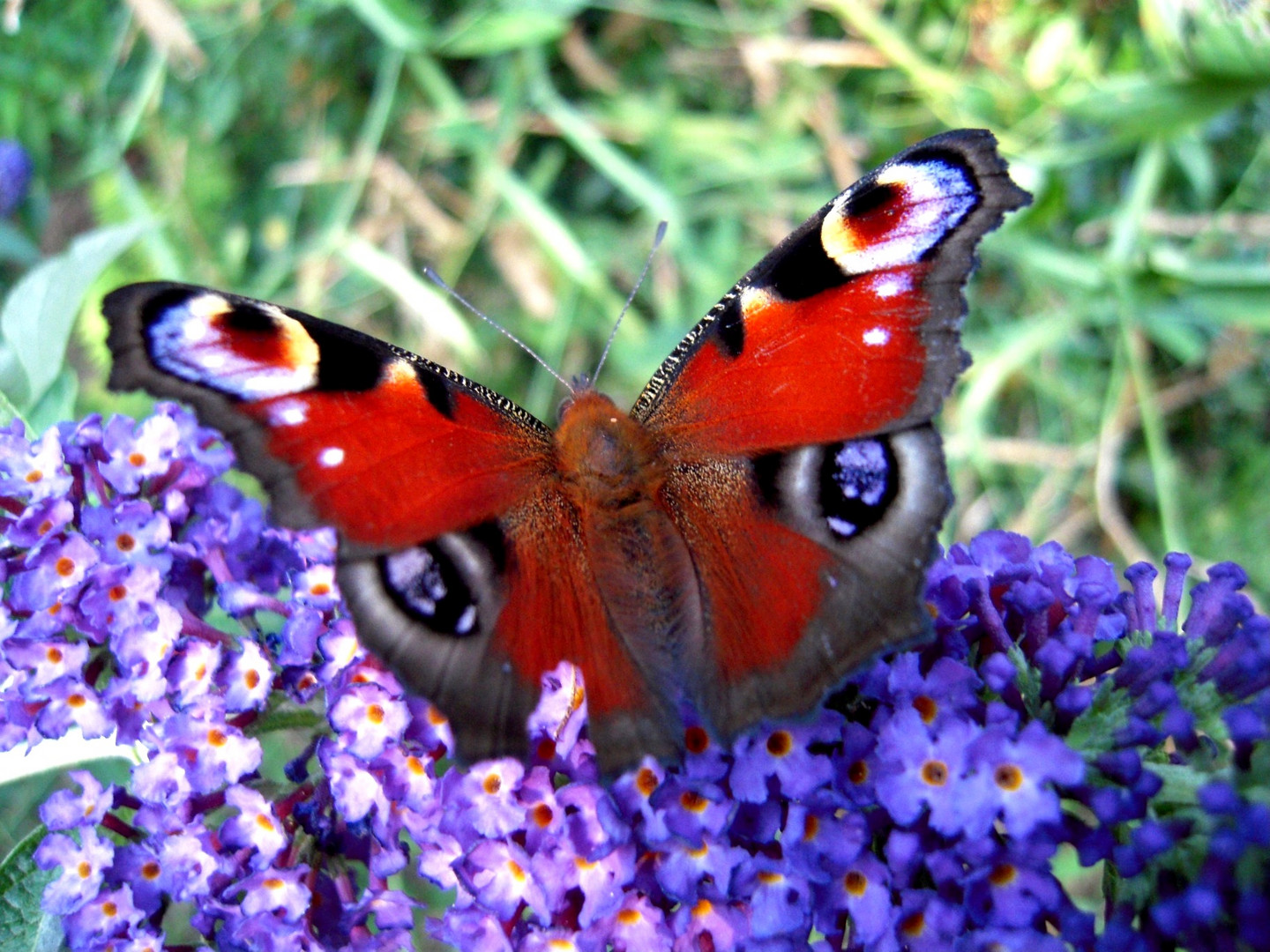 Farben machen den Sommer aus...