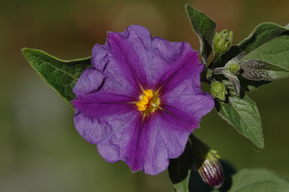 Farben macht die Natur - ein Wahnsinn