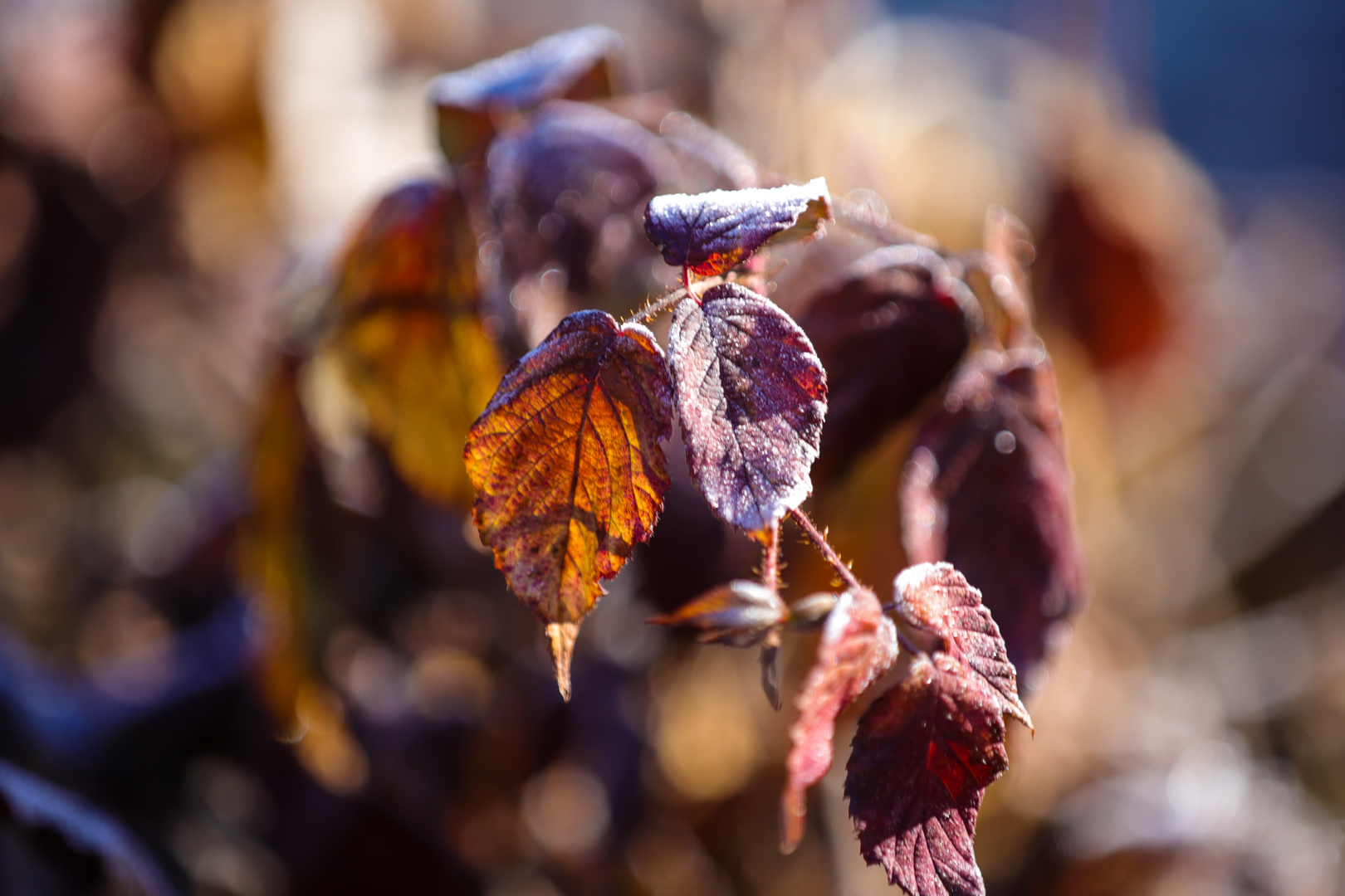 Farben Rausch am Morgen 