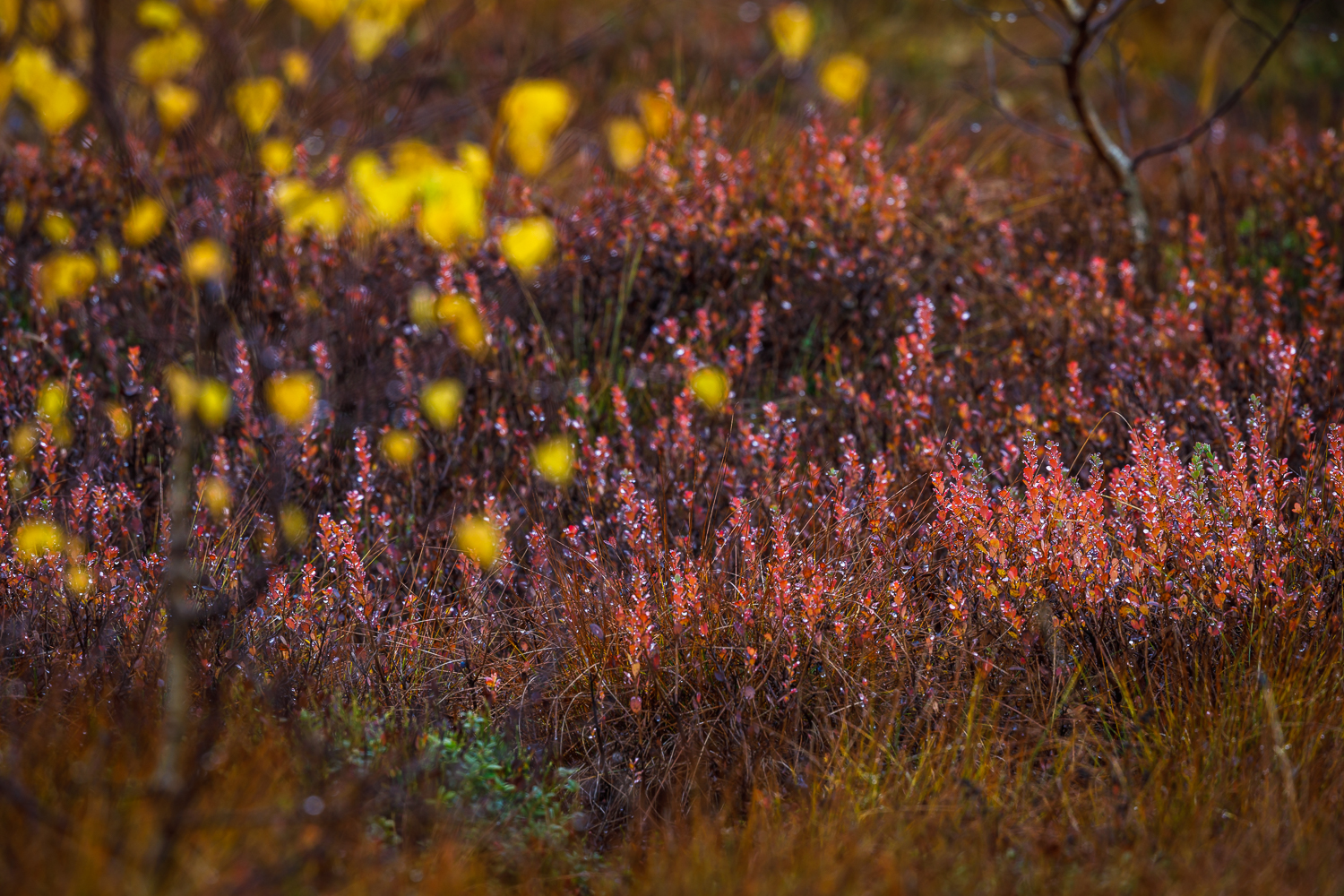 farben-rausch-beere