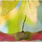 farben sammeln für den winter