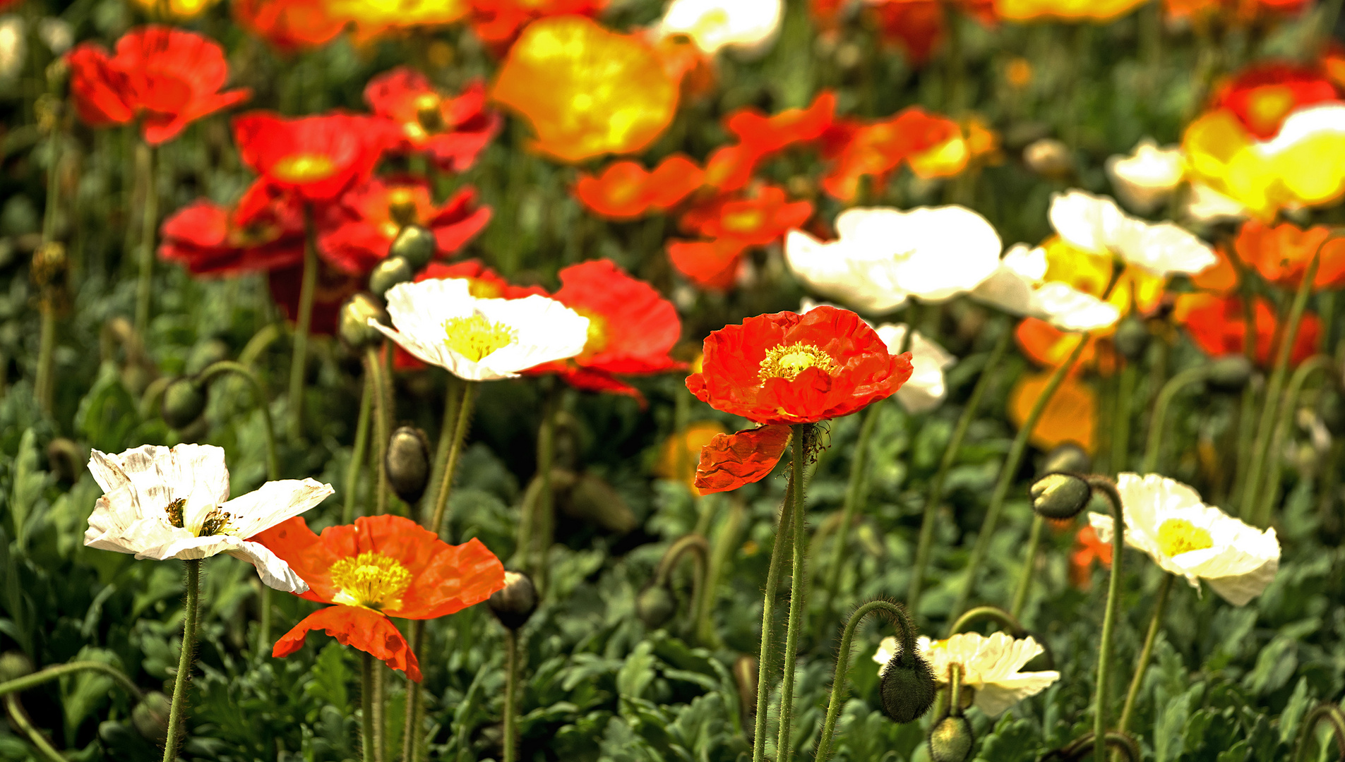 Farben sind das Lächeln der Natur