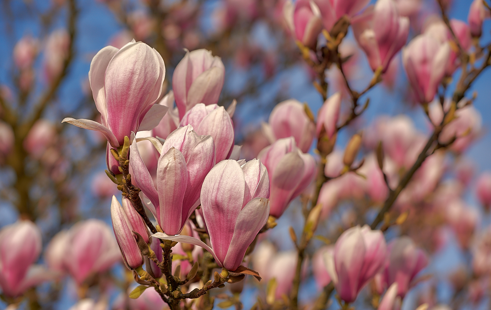 Farben tun gut in dieser schwierigen Zeit,  Frühling im meiner Stadt, mein Wochenendgruß an meine...