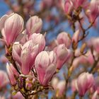 Farben tun gut in dieser schwierigen Zeit,  Frühling im meiner Stadt, mein Wochenendgruß an meine...