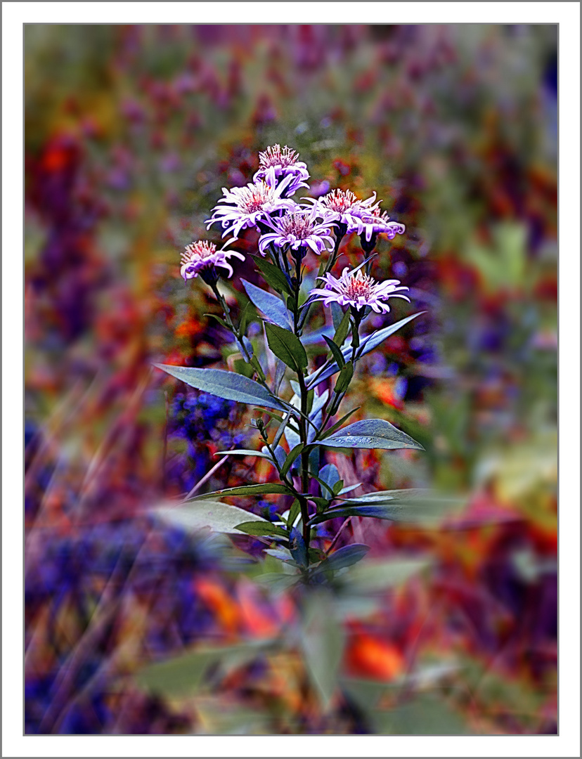 Farben und Blumen   für Waltraud