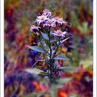 Farben und Blumen   für Waltraud