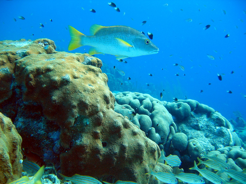 Farben und Fische in der Karibik