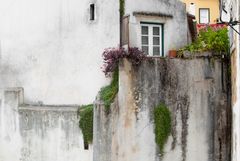 Farben und Flora der Alfama