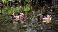 Farben und Formen der Natur