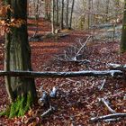 Farben und Formen im Eifel-Buchenwald nach dem ersten nächtlichen Schneefall