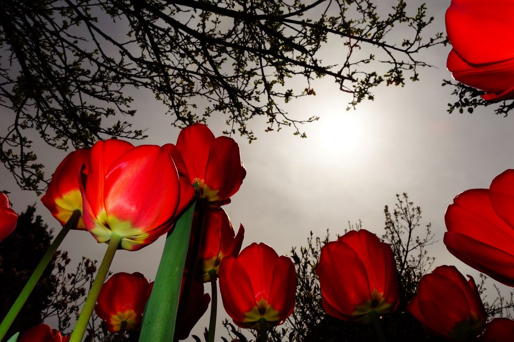 Farben und Formen mit Tulpen