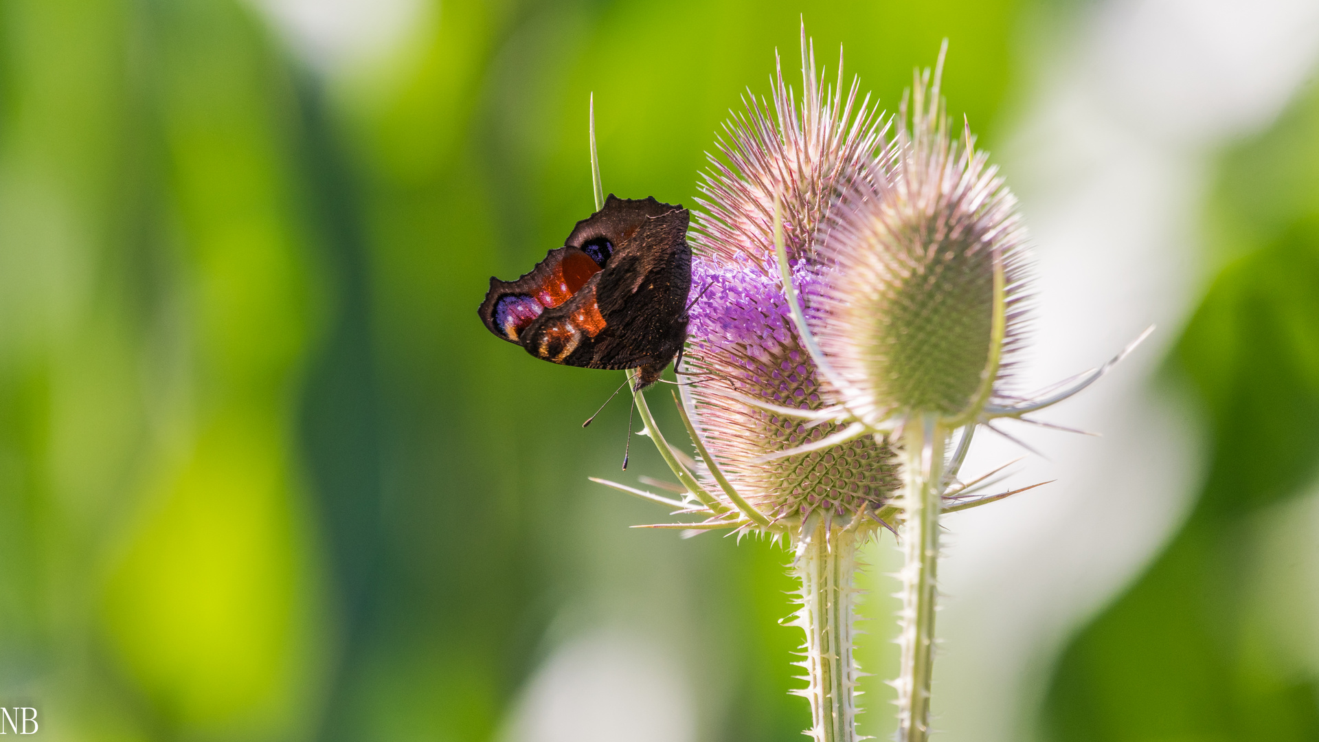 "Farben und Formen, Wildlife 2023"