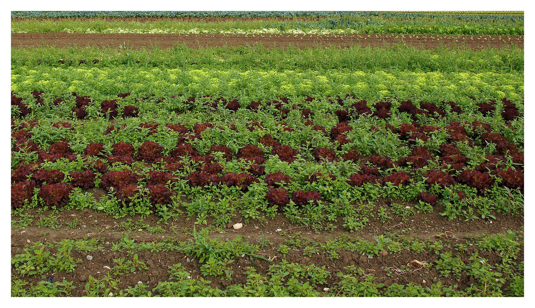 Farben und Linien im Salatfeld