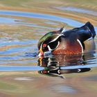 FARBEN UND VIELFALT DER NATUR