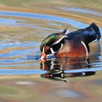 FARBEN UND VIELFALT DER NATUR