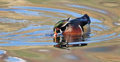 FARBEN UND VIELFALT DER NATUR