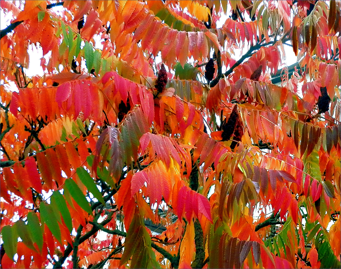 Farben unterm Herbst-Regen