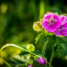 Farben von Blümchen sind doch immer schön - Anzusehen