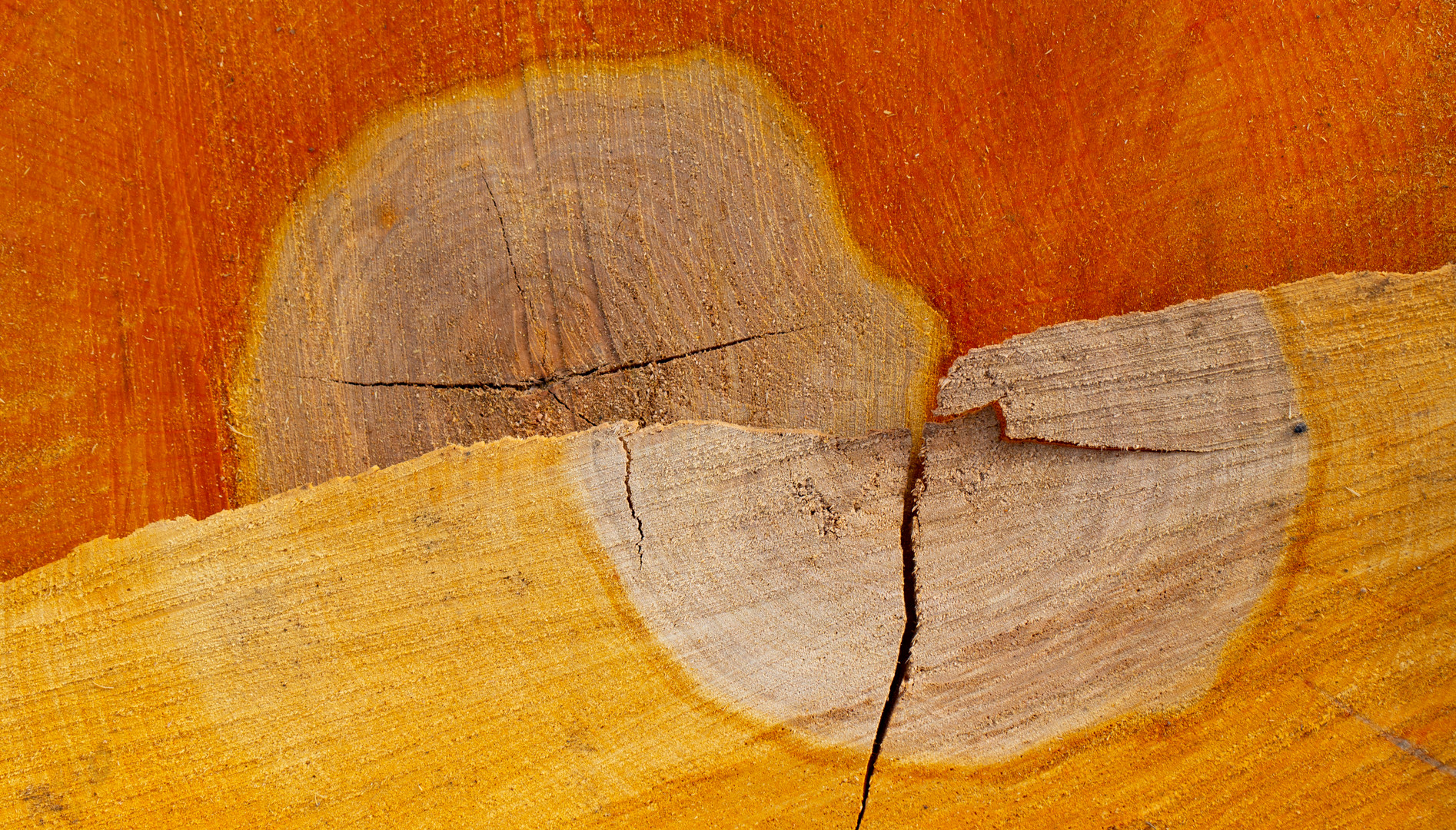 Farben von frisch gefälltem Holz